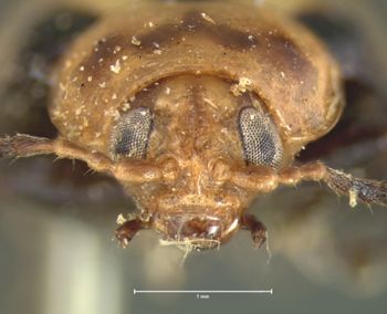 Media type: image; Entomology 18767   Aspect: head frontal view